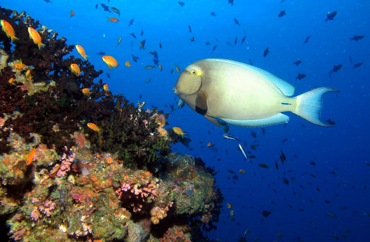 Kandima Maldives - 50 Percent Off On Return Domestic Flight Transfers On 4 Nights Or Between 01 Apr & 10 Oct 2025